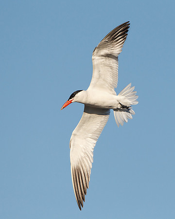 Caspian Tern