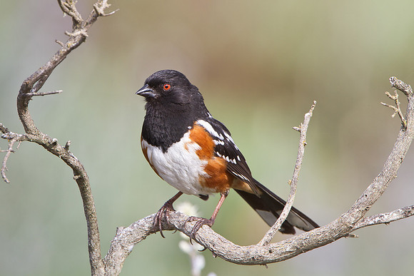 Spotted Towhee