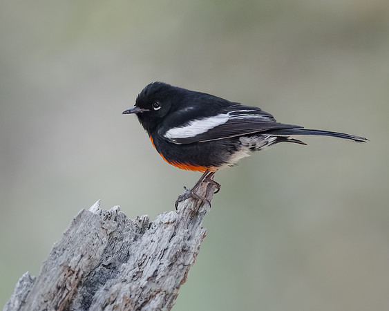 Painted Redstart