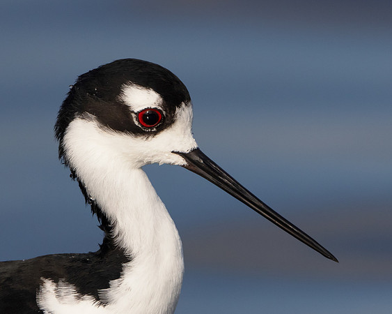 Black-necked Stilt
