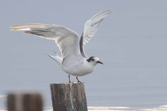 Common Tern