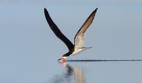 Black Skimmer