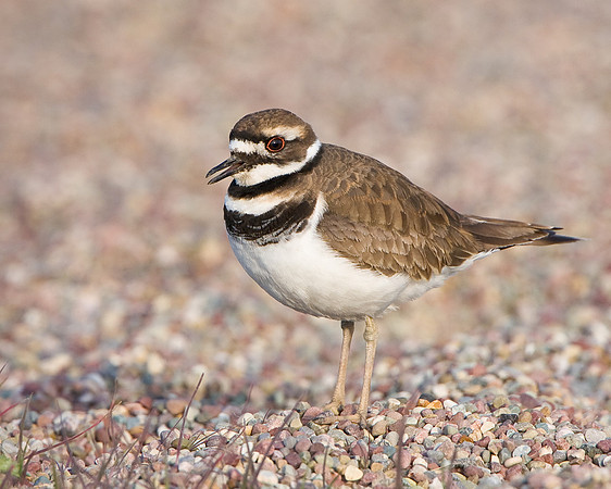 Killdeer