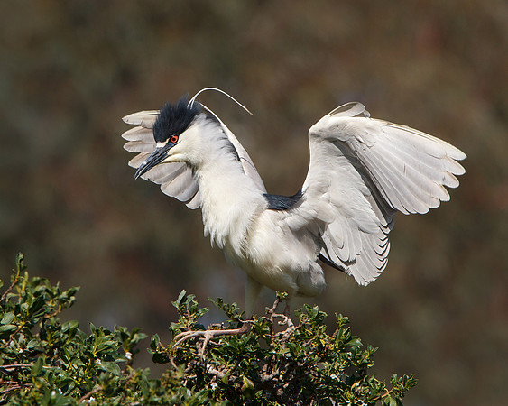 Black-crowned Night Heron