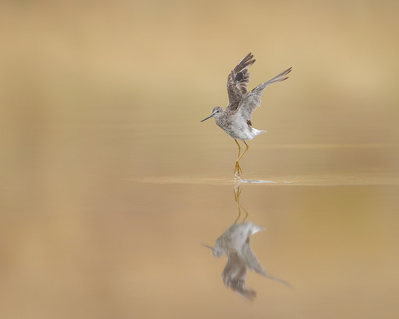 Greater Yellowlegs