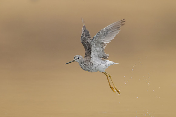 Greater Yellowlegs