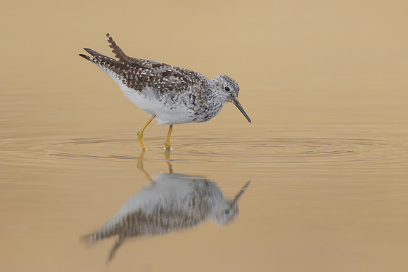 Lesser Yellowlegs