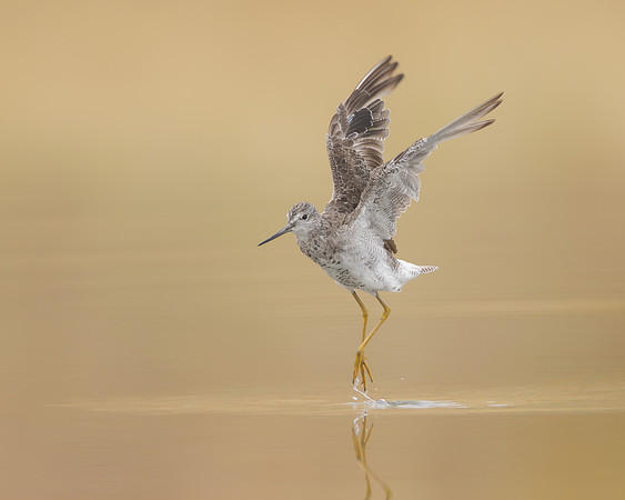 Greater Yellowlegs