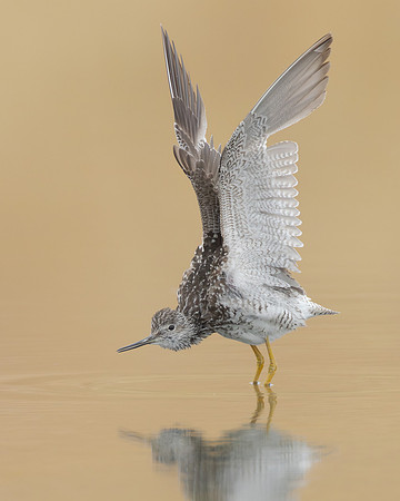 Greater Yellowlegs