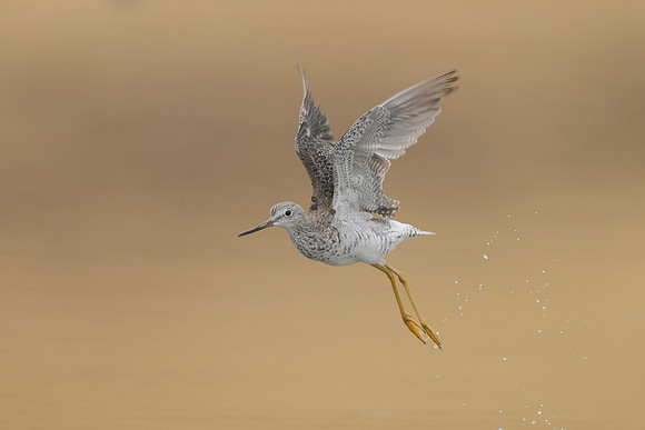 Greater Yellowlegs