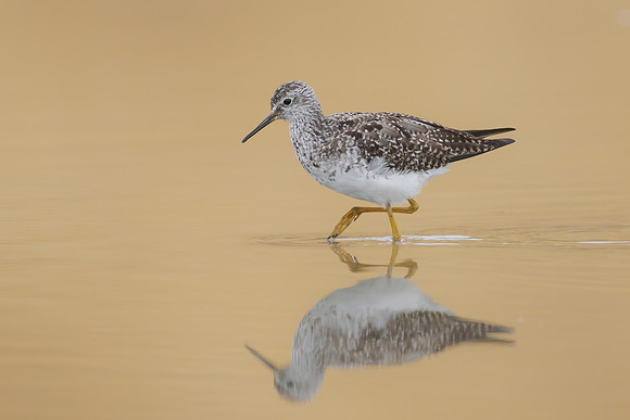 Lesser Yellowlegs