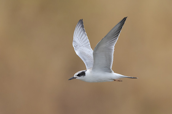 Forster's Tern, juvenile