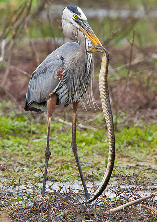 Great Blue Heron in battle with snake