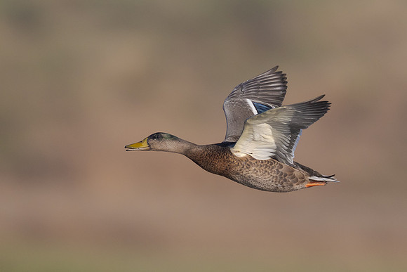 Mallard