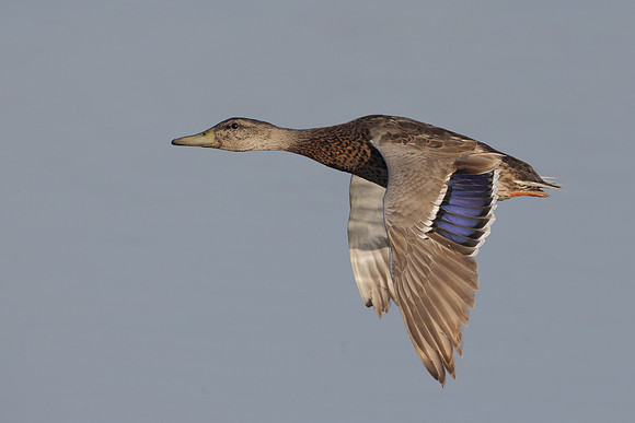 Mallard