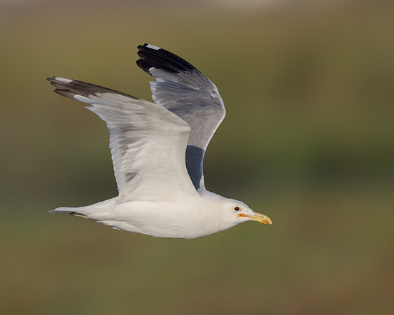 California Gull
