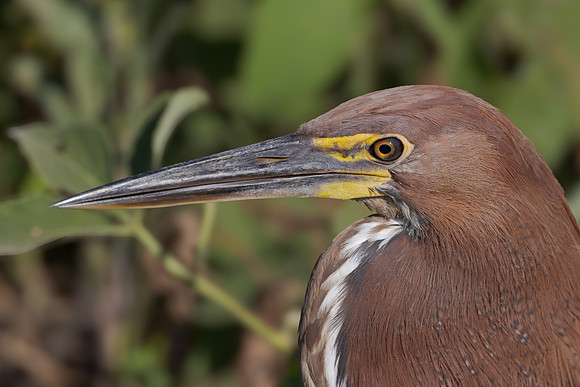 Rufescent Tiger-Heron