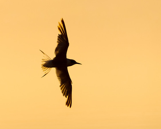 Forster's Tern