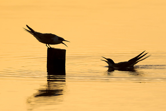 Forster's Tern