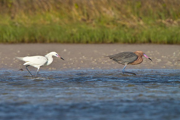 Reddish Egret, white-morph & dark-morph