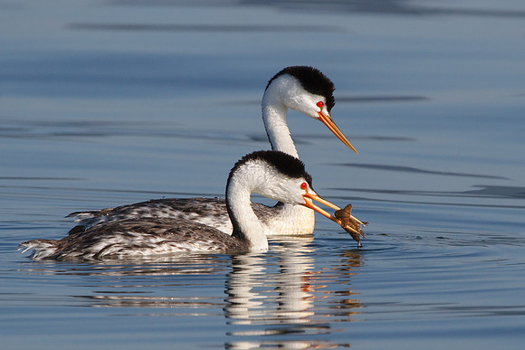 Clark's Grebes, with crayfish