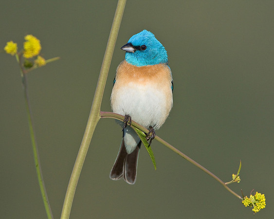 Lazuli Bunting