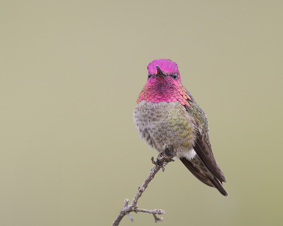 Anna's Hummingbird