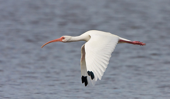 White Ibis