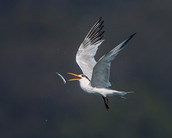 Elegant Tern, tossing fish to reposition for swallowing