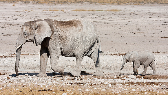 African Elephant, mother with young