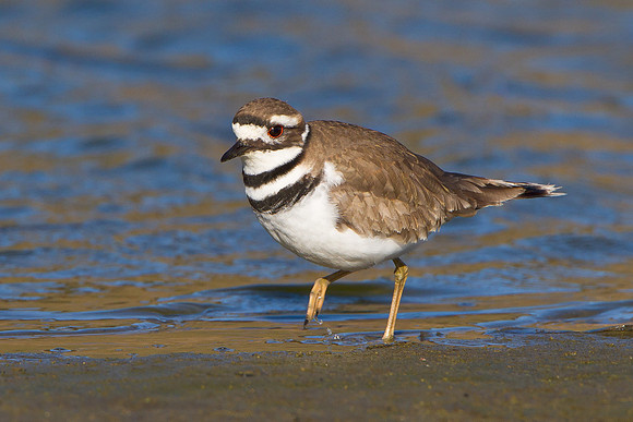 Killdeer