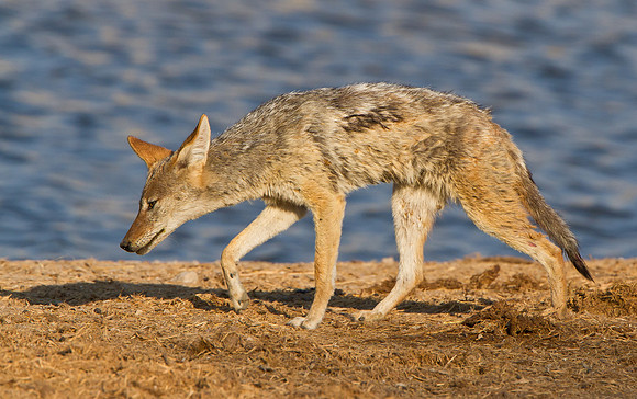 Black-backed Jackal