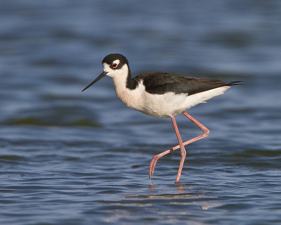 Black-necked Stilt