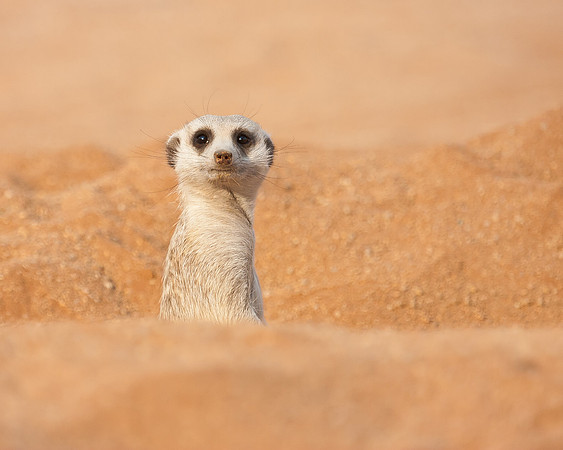 Meercat (Suricate)