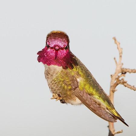 Anna's Hummingbird