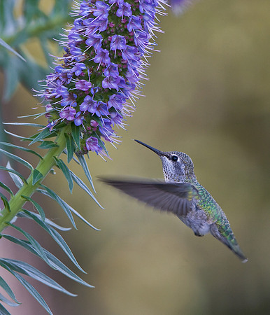 Anna's Hummingbird