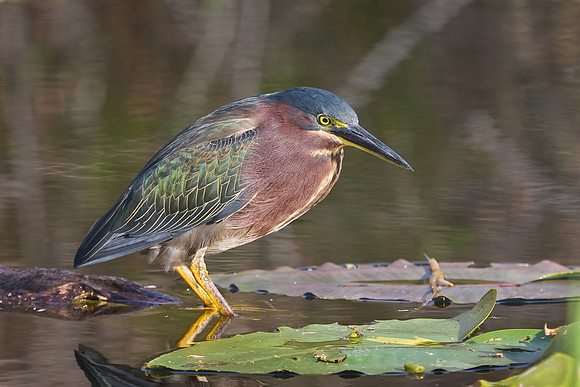 Green Heron
