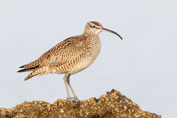 Whimbrel