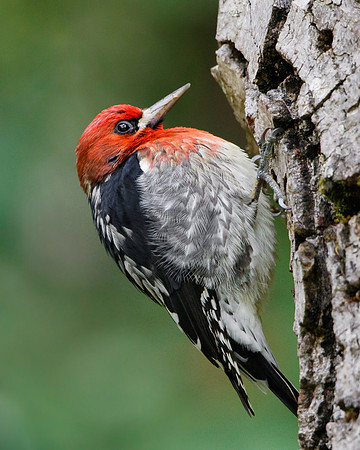 Red-breasted Sapsucker