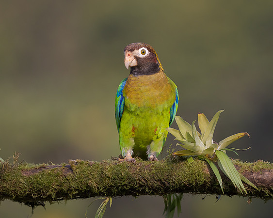 Brown-hooded Parrot