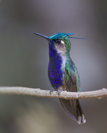 Green-crowned Plovercrest