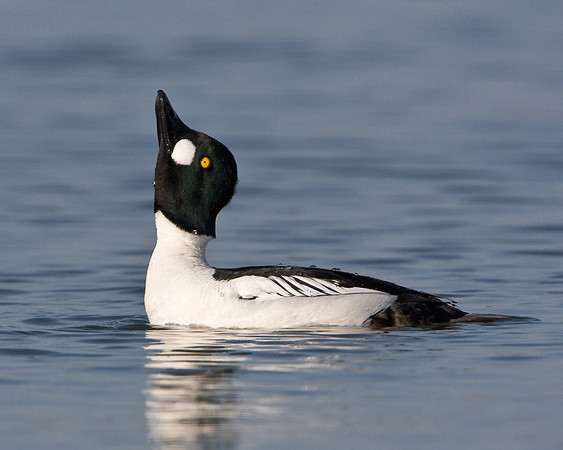 Common Goldeneye, courtship display