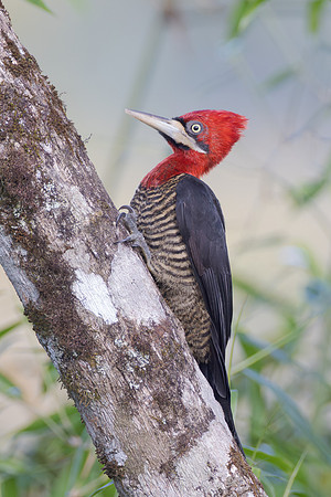 Robust Woodpecker