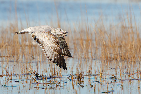 California Gull, with mussel