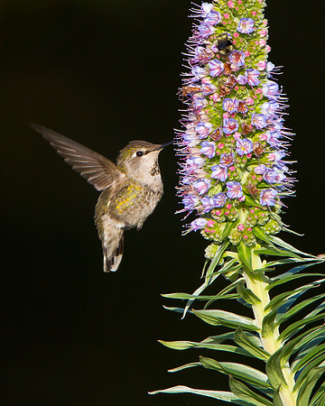 Anna's Hummingbird