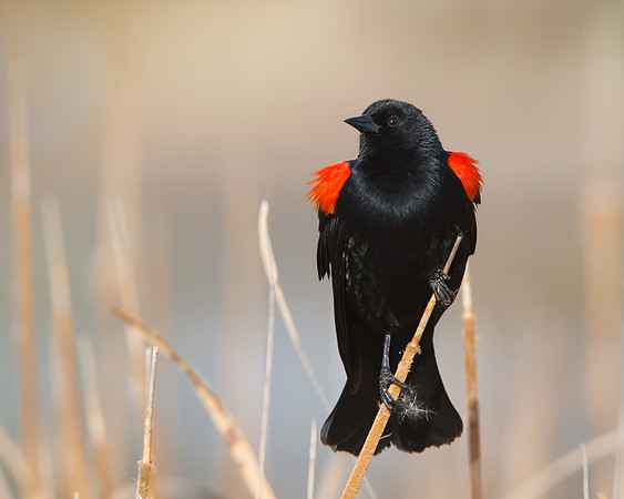 Red-winged Blackbird