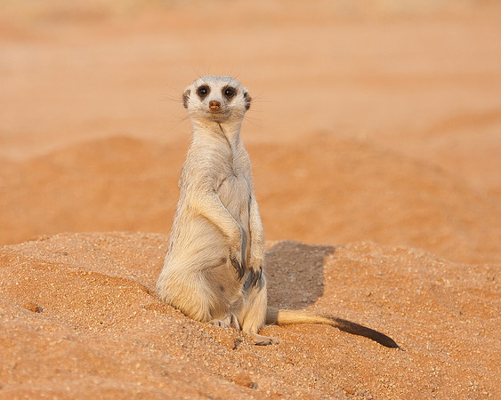 Meercat (Suricate)