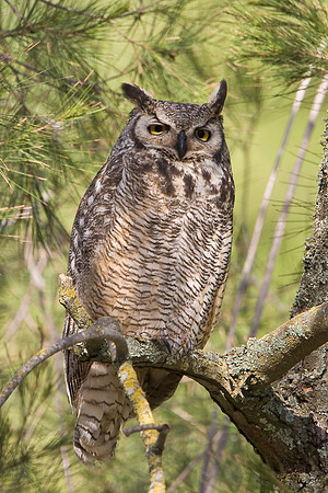 Great-horned Owl