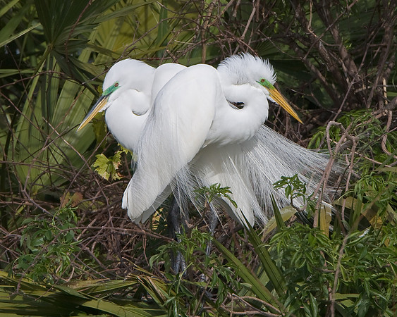 Great Egrets, mating pair