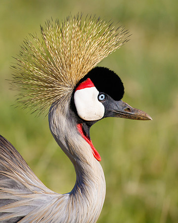 Grey Crowned Crane